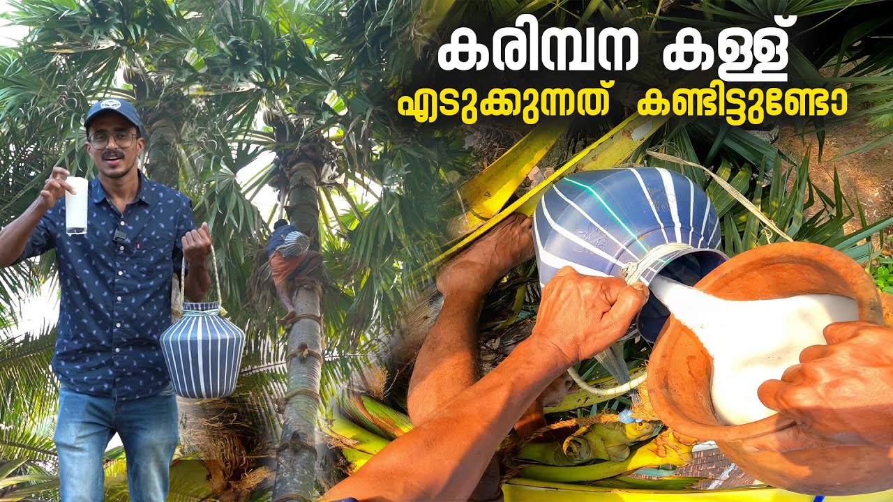 ഈ കള്ള് കുടിക്കാൻ പാലക്കാട്&nbsp;വരണം | Panam Kallu | Palm Toddy Tapping | Toddy | Chittur Palakkad