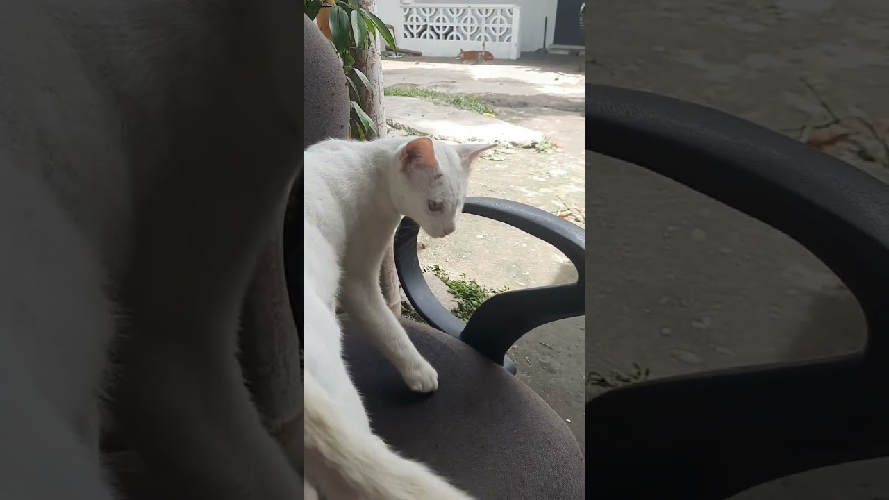 Buhay nang isang furmom pag gising yan  agad ang  bubungad sayo mga meew😁