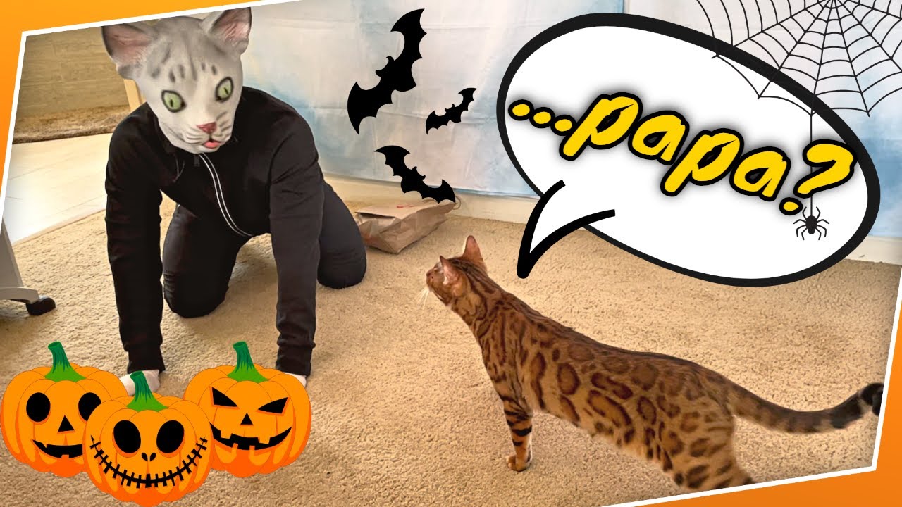Halloween Mask Prank On Cats | THEY GOT SO SCARED !!!