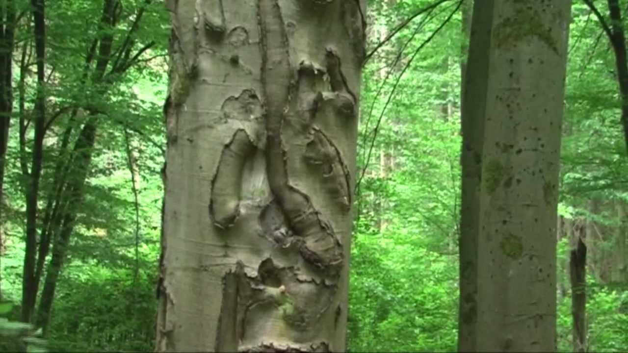 BACHWANDERN (1) im TEUFELSGRUND - Naturerlebnisse vor der Haustür - Made by kanukassel