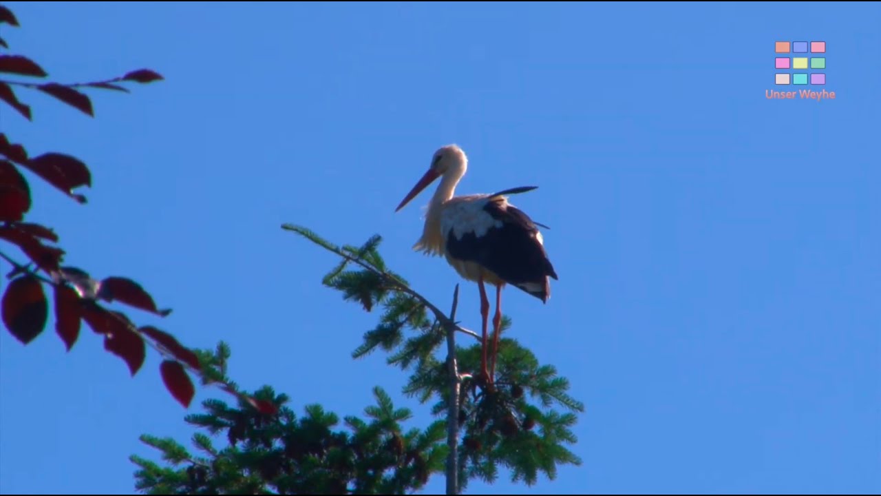 Ein Storch zu Besuch in Sudweyhe