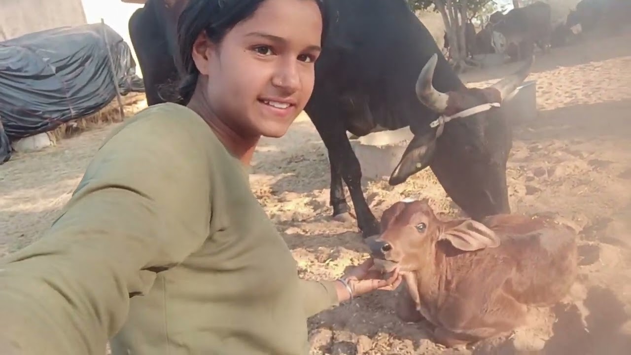पापा मम्मी ऐसे करते हैं गायों की मिलकिंग 🐄 | देहाती अंदाज में पूरा तरीका 🐄