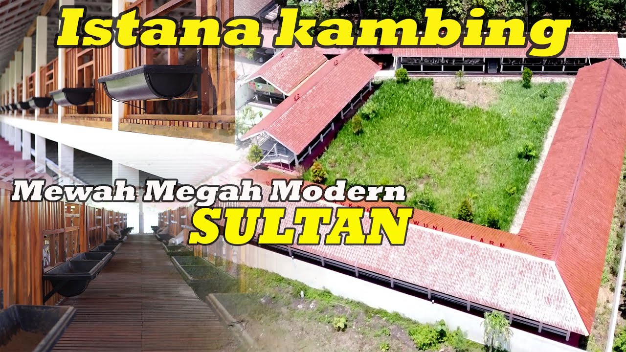 ISTANA  KAMBING KELAS SULTAN MEGAH MEWAH MODERN BERSIH TANPA BAU ISINYA KAMBING SUPER SEMUA