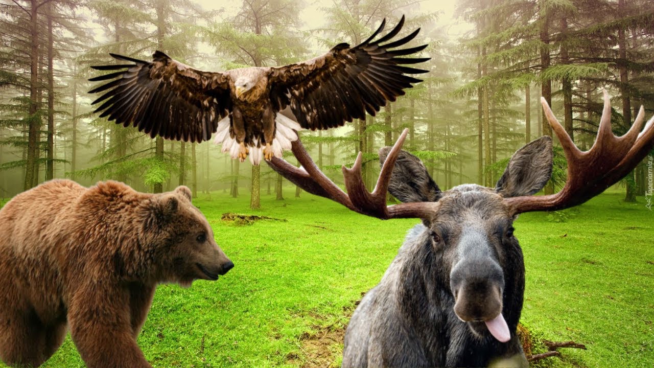 Wildlife in Poland