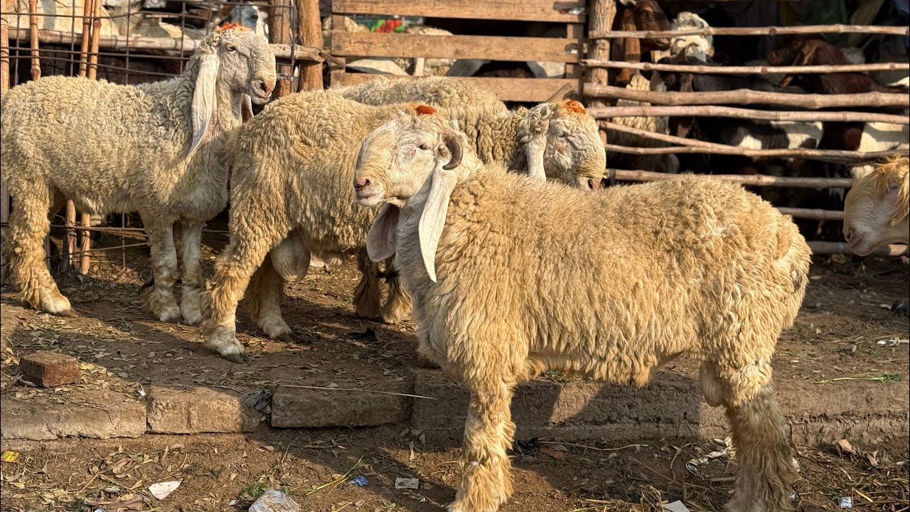 Tuesday Update Lahore Bakra Mandi Desi Sindhi Chatre Katu Maal Mazhar Biba Official 