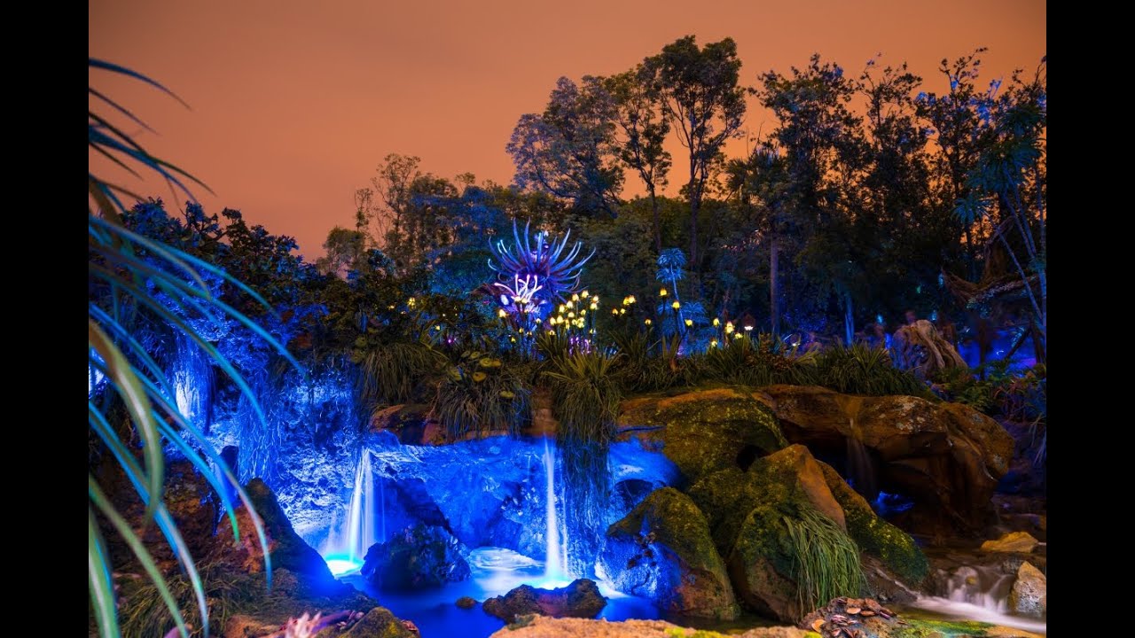 Animal Kingdom Walk at Night