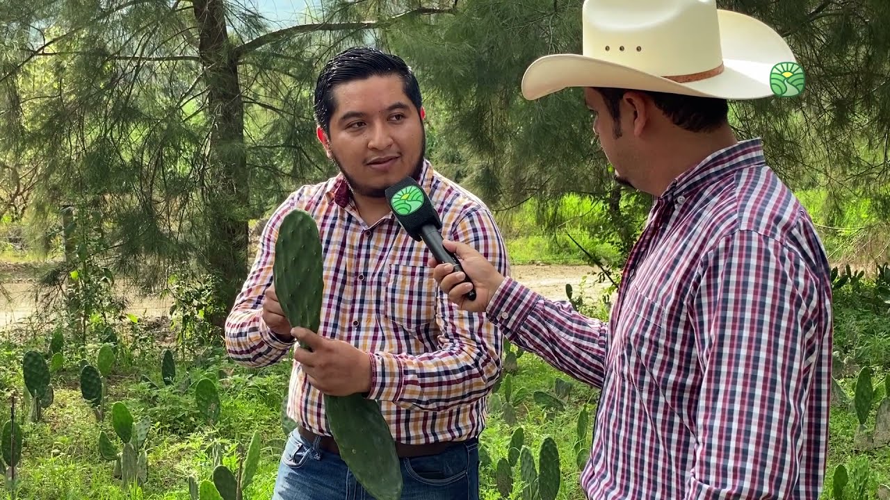 Nopal Orgánico Variedad Estrella 💫