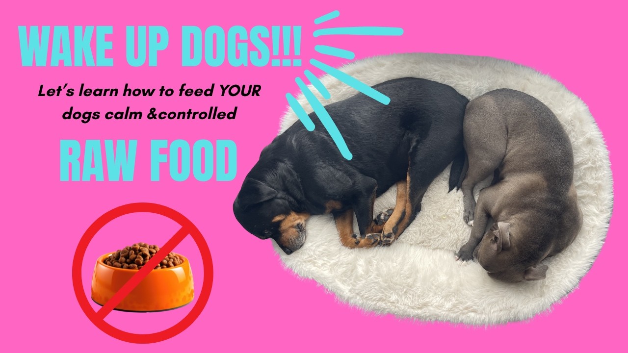 TEACH your dog to eat slow & controlled-RAW DIET!