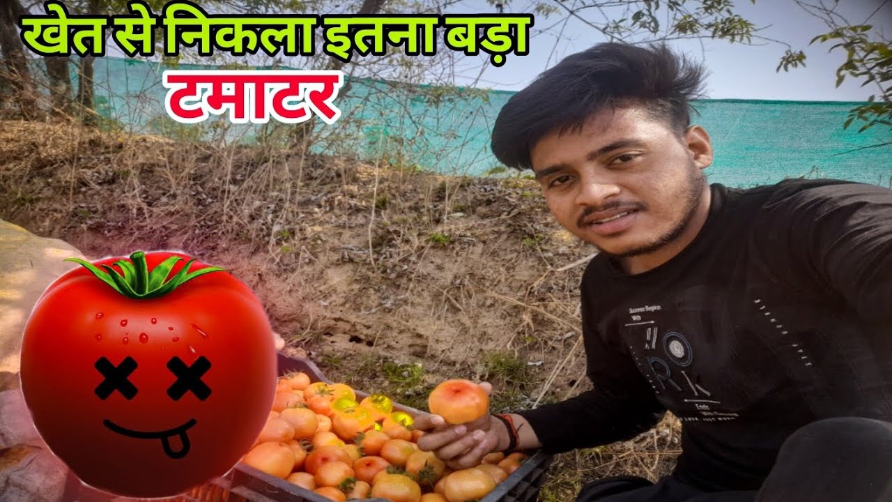 खेत से निकला इतना बड़ा टमाटर 😍 #vlog #farming 