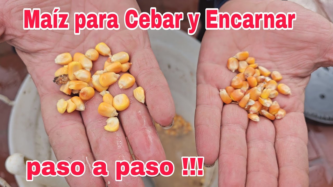 Como Preparar Maíz para cebar y encarnar,  para pesca de Bogas y Carpas !!! ..