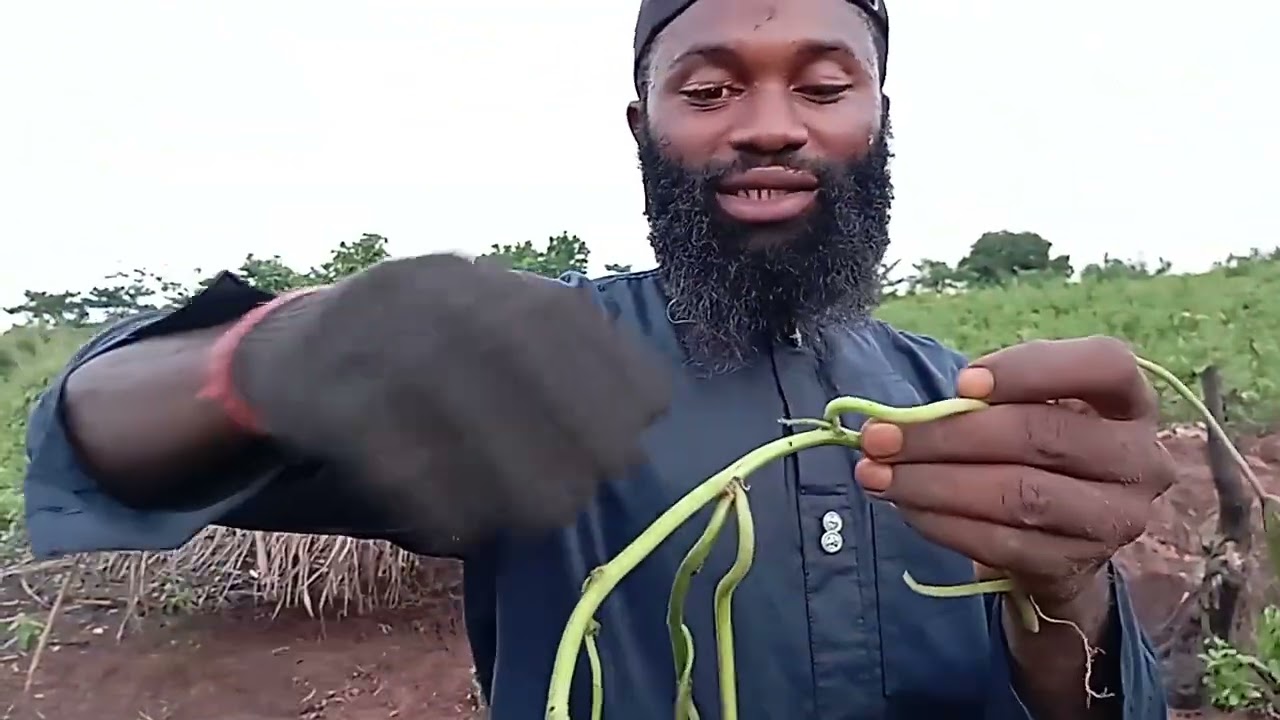 How to plant sweet potato