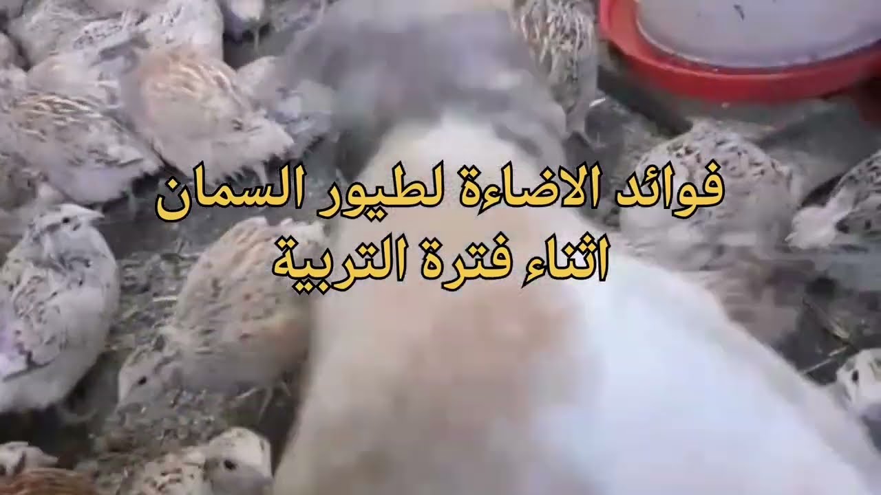 عدد ساعات الاضاءة اللازمة في تربية السمان