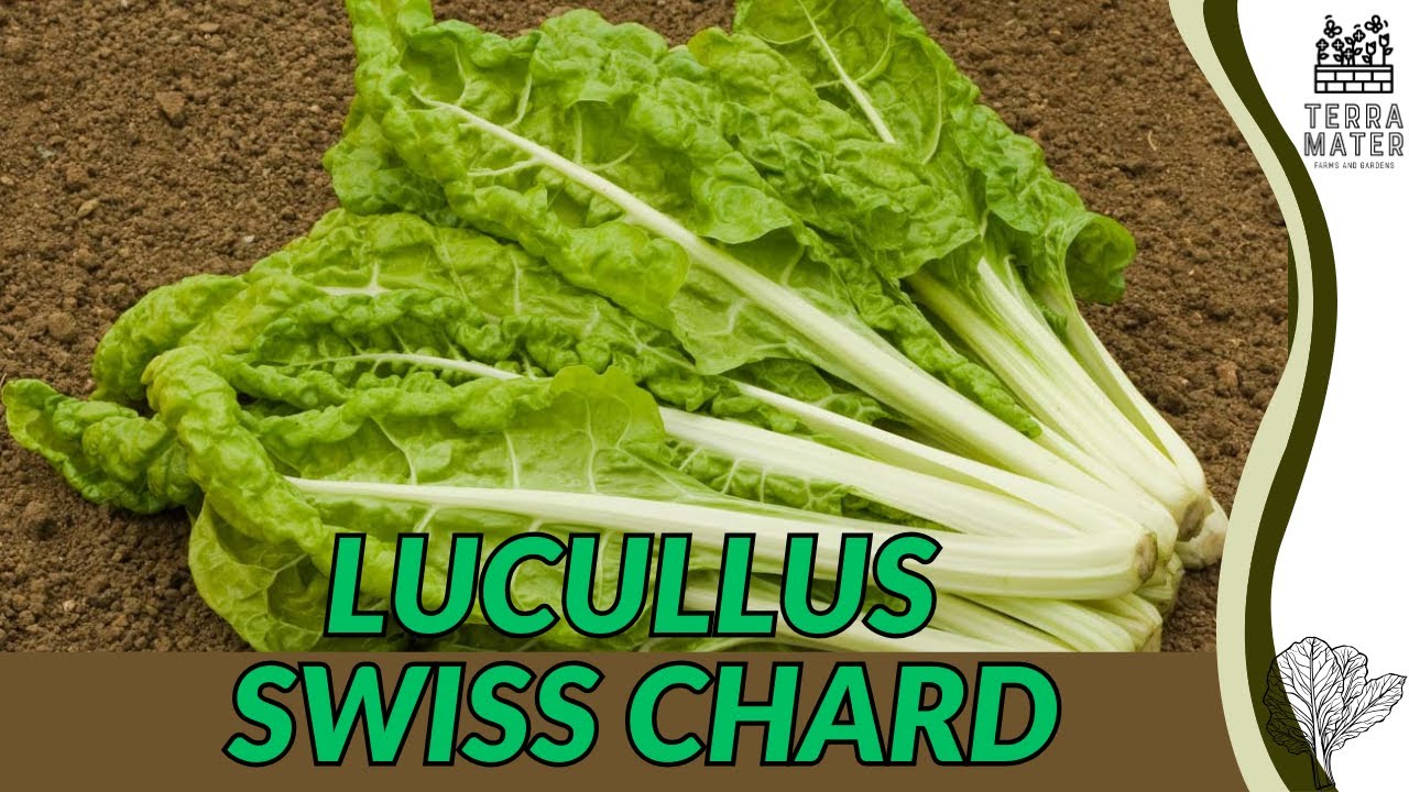 Lucullus Swiss Chard (Beta vulgaris var. cicla) – знакомство с растениями и питательная зелень дл...