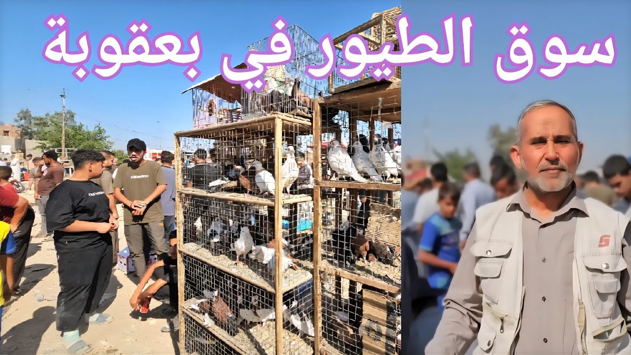 #سوق_الغزل بعقوبة سوق الطيور و الحيوانات الاخرى