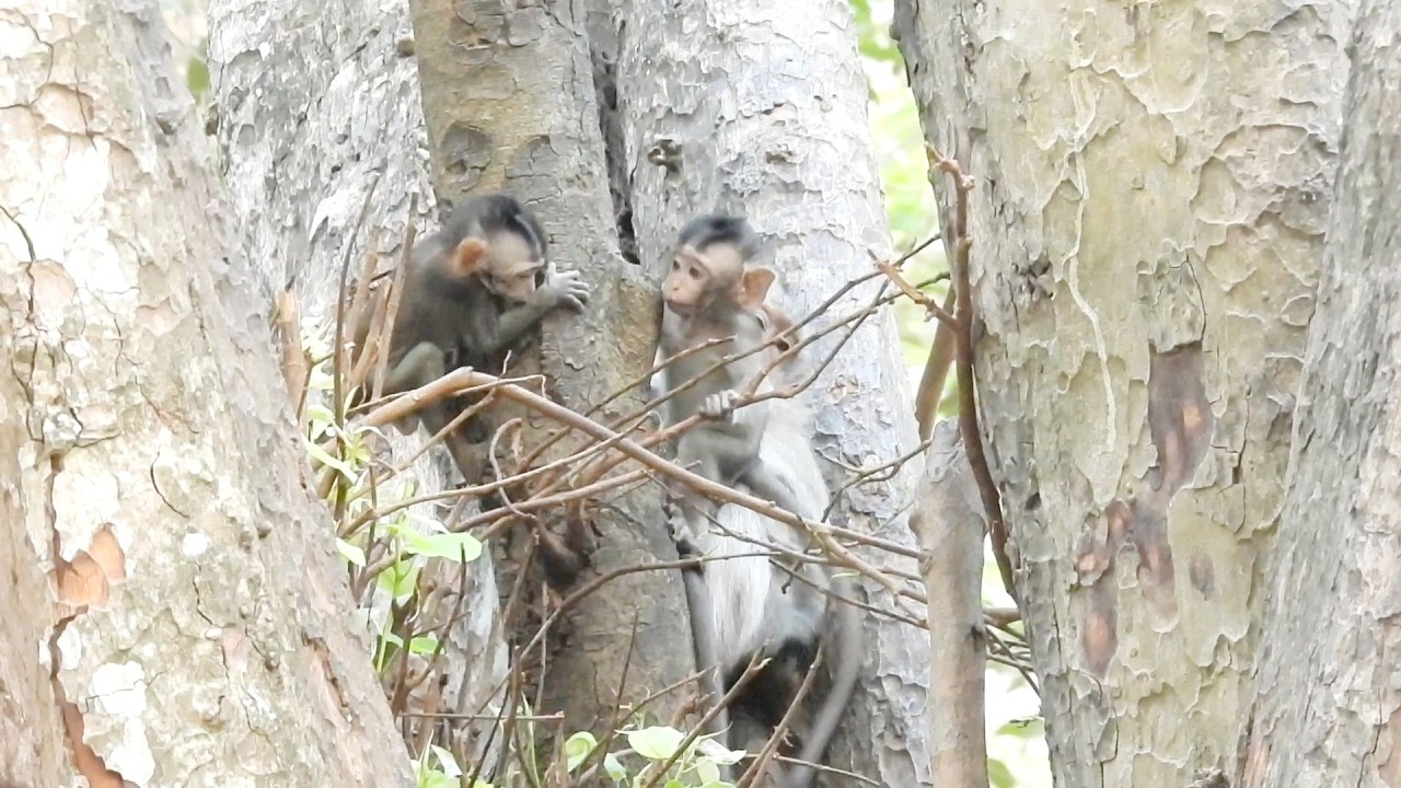 ស្វានៅកណ្តាលដើមឈើ, Monkey in the middle of the tree, ស្វានៅស្រុកខ្មែរ Monkeys in Cambodia