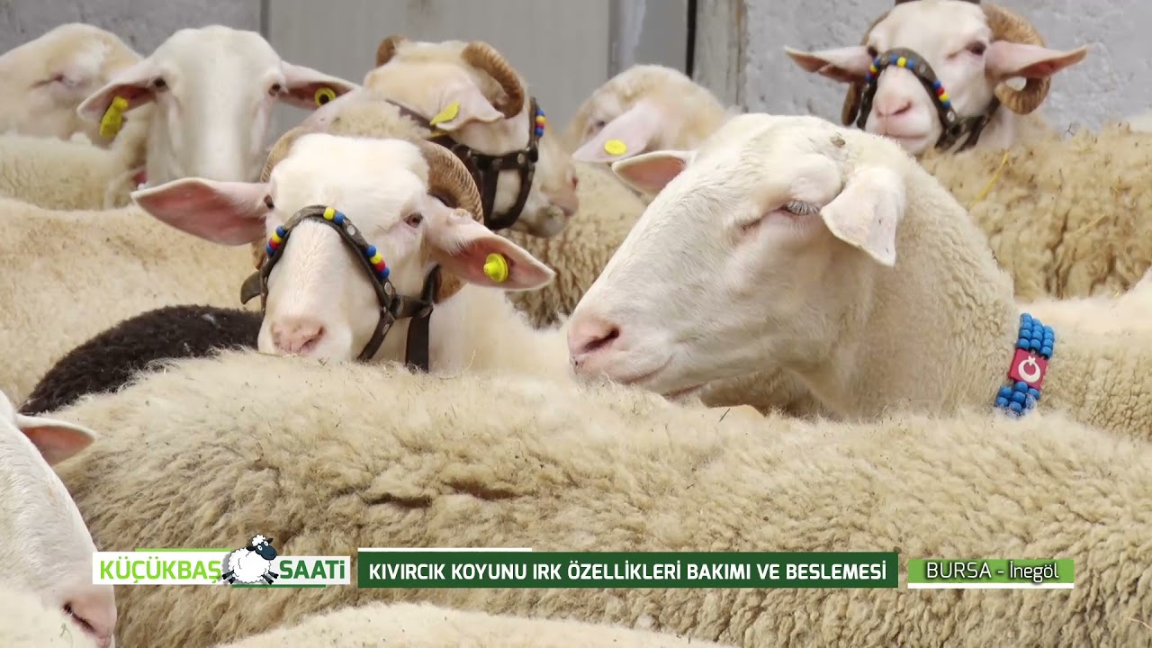 KIVIRCIK KOYUNU IRKI BAKIMI VE BESLEMESİ |  KÜÇÜKBAŞ SAATİ