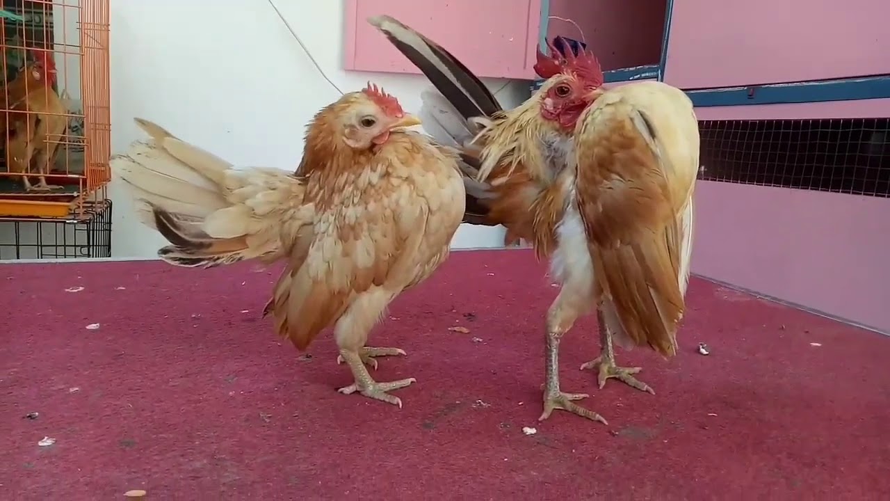 ayam serama ( serama chicken ) || DJ AYAM (shake the chicken )