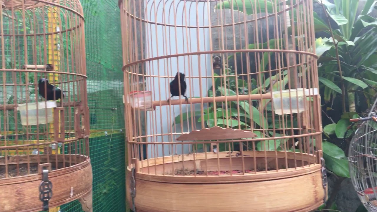 Đội quân tía ô bắn súng A K