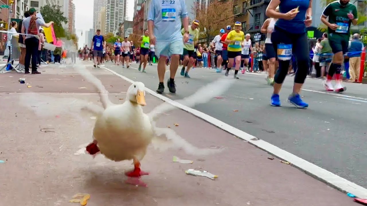 Утка по кличке Вринкл бежит марафон в Нью-Йорке и выигрывает медаль 🏅🦆✨