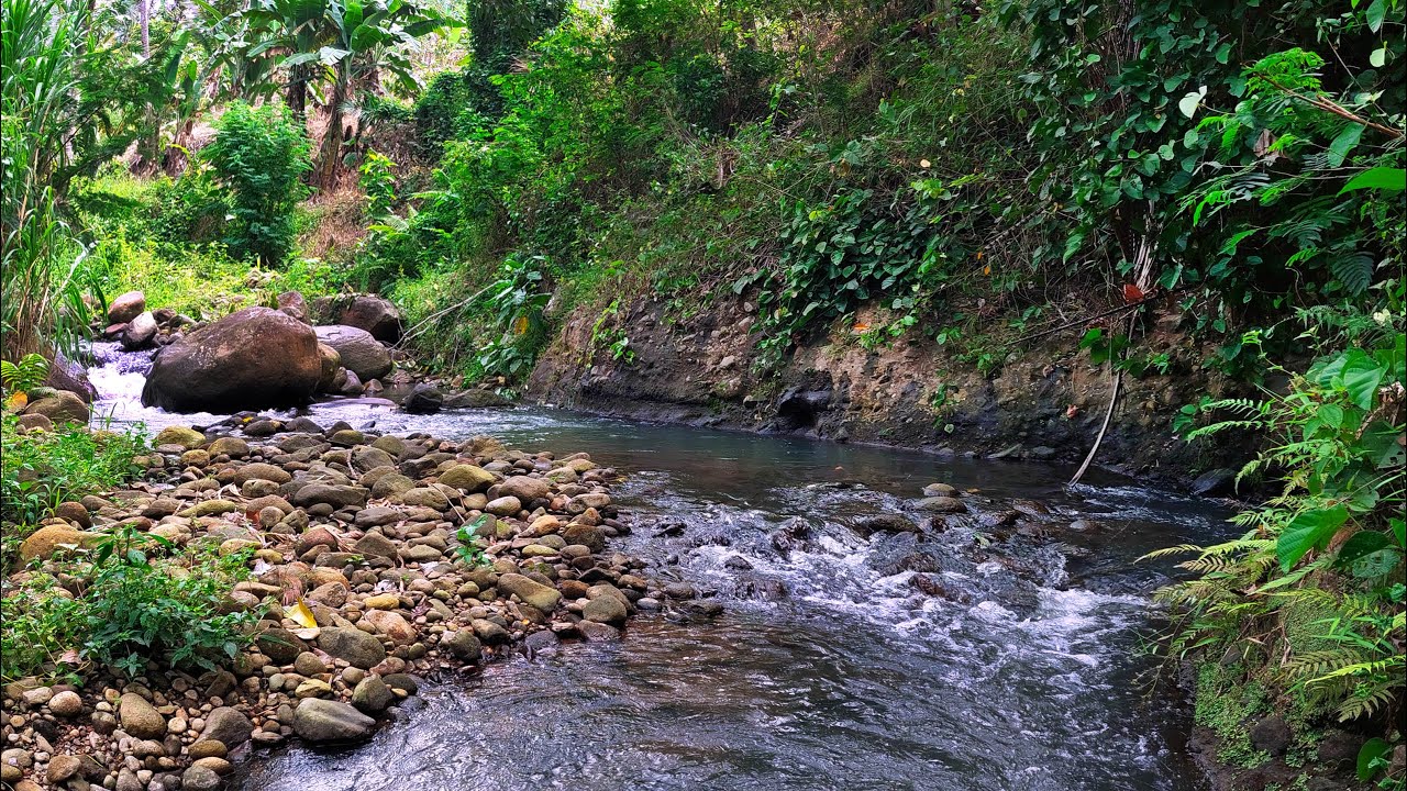 Sleep Immediately with Captivating Waters And Tranquil River Stream Sounds in a Lush Forest