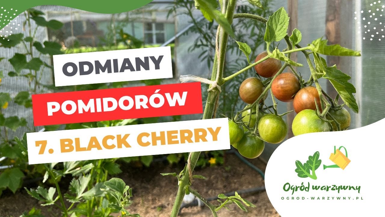Pomidor koktajlowy Black Cherry | Odmiany pomidor&oacute;w #7