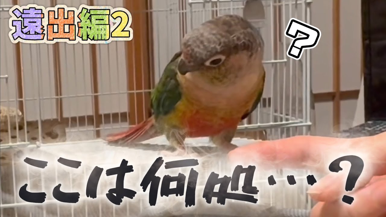 知らない場所に連れて行かれたインコ🚗【ウロコインコのぽぽ】