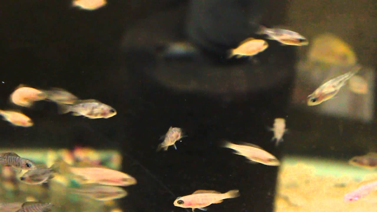 PEACOCK COUNTRY UPDATE - MEGA CICHLID