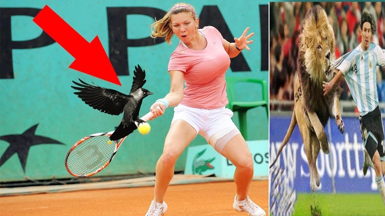 20 EPIC MOMENTS WITH ANIMALS IN SPORTS