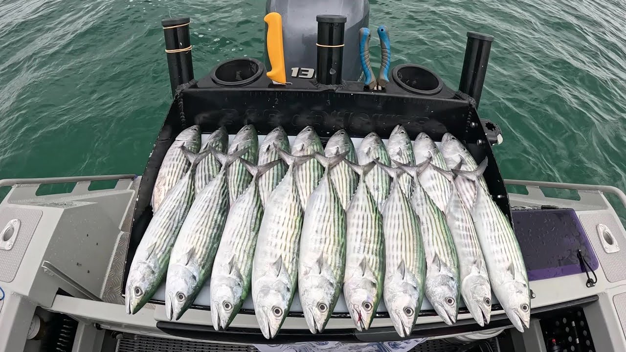 Moreton Bay Bonito, January 2026