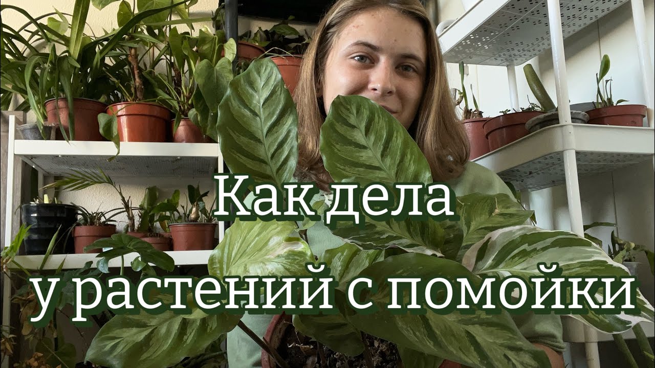 100+ растений с помойки | Часть 2