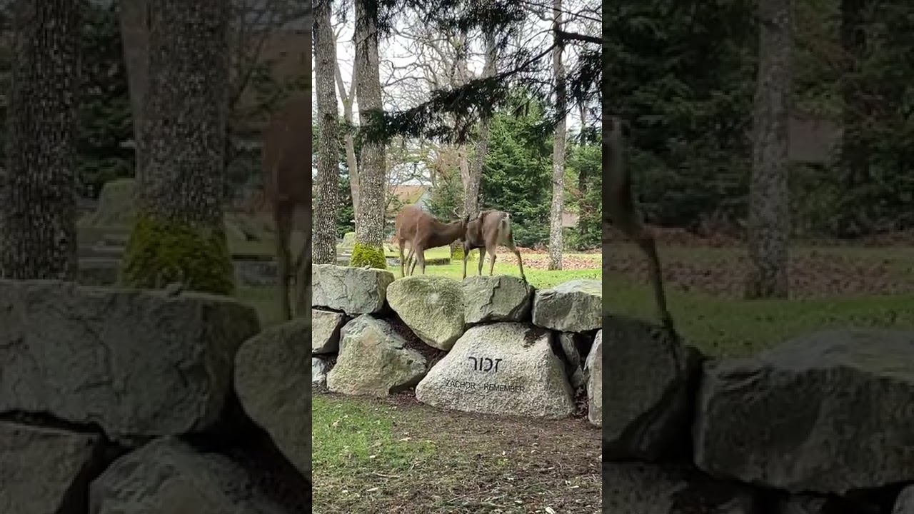 Buck and Doe mating in graveyard