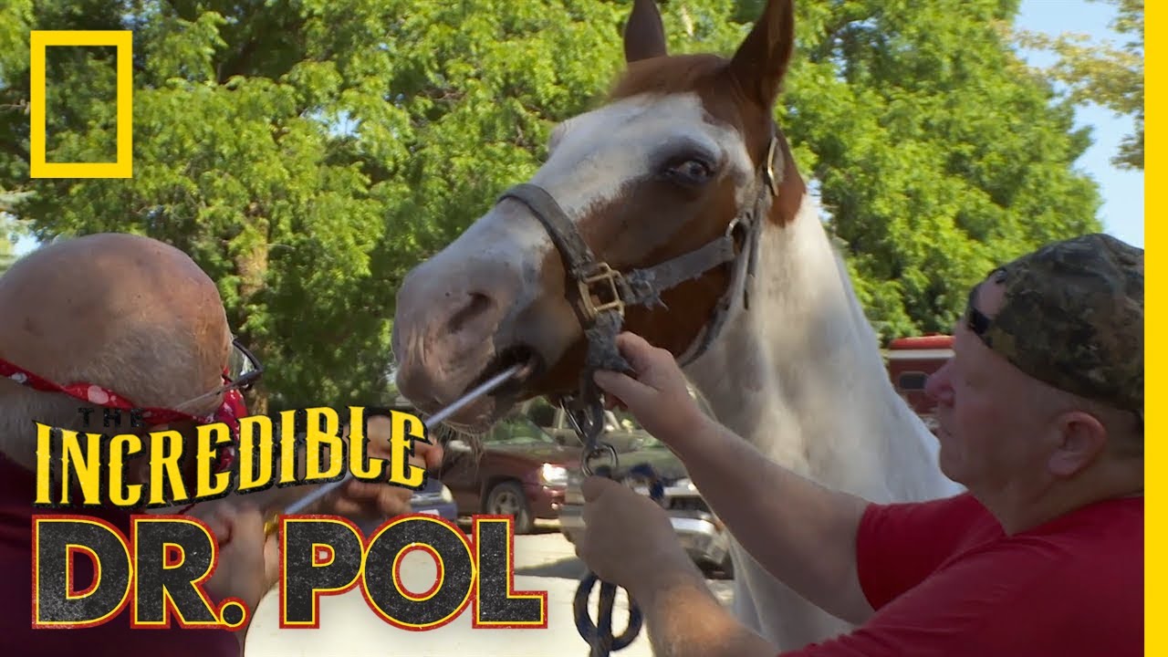 Horse Gets Its Teeth Shaved | The Incredible Dr. Pol