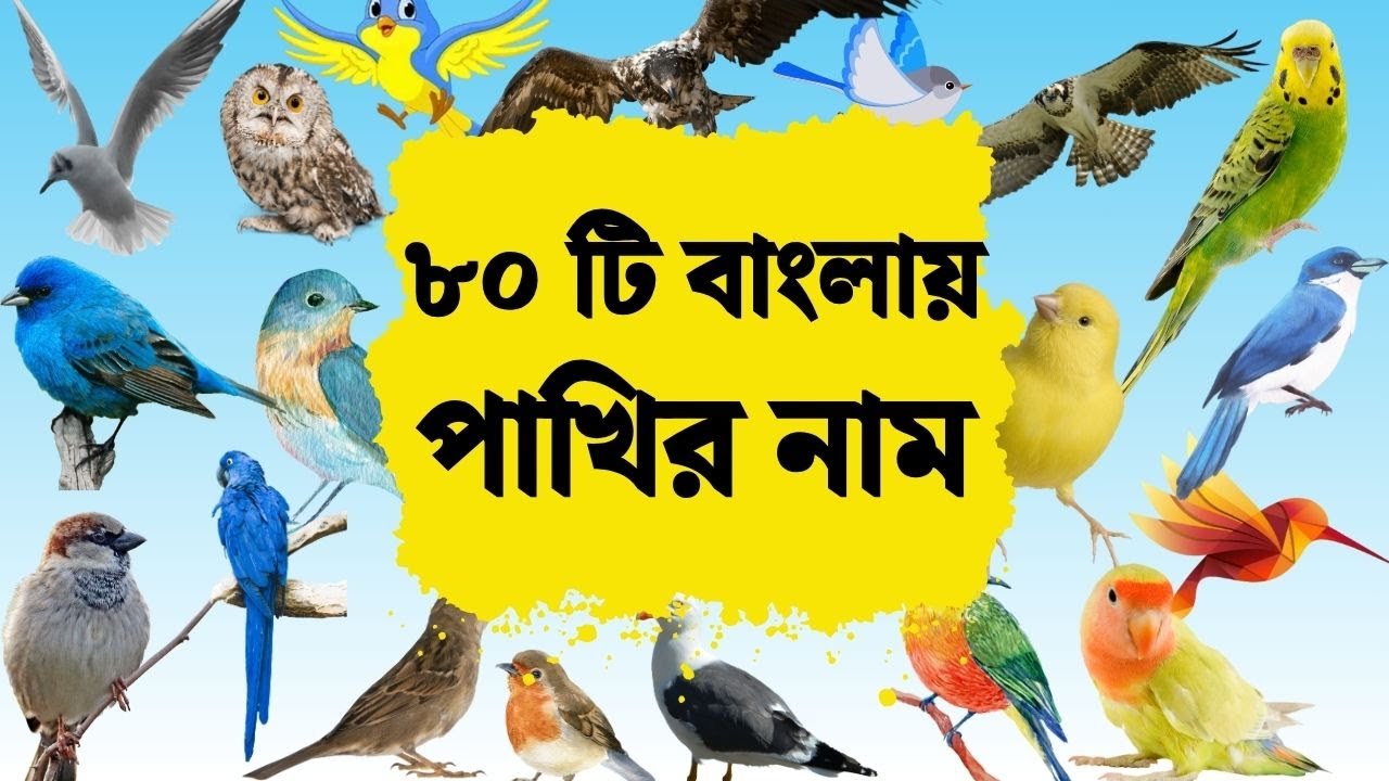 Birds Name | পাখির নাম শিখুন | Birds name in Bengali | বাংলাতে পাখির নাম