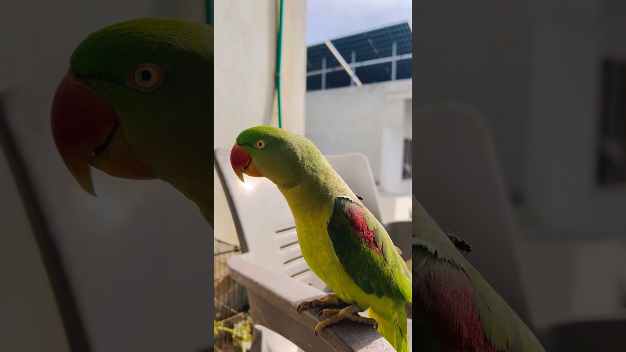 Митху Билли Кейси Болти Хэй😂😂 