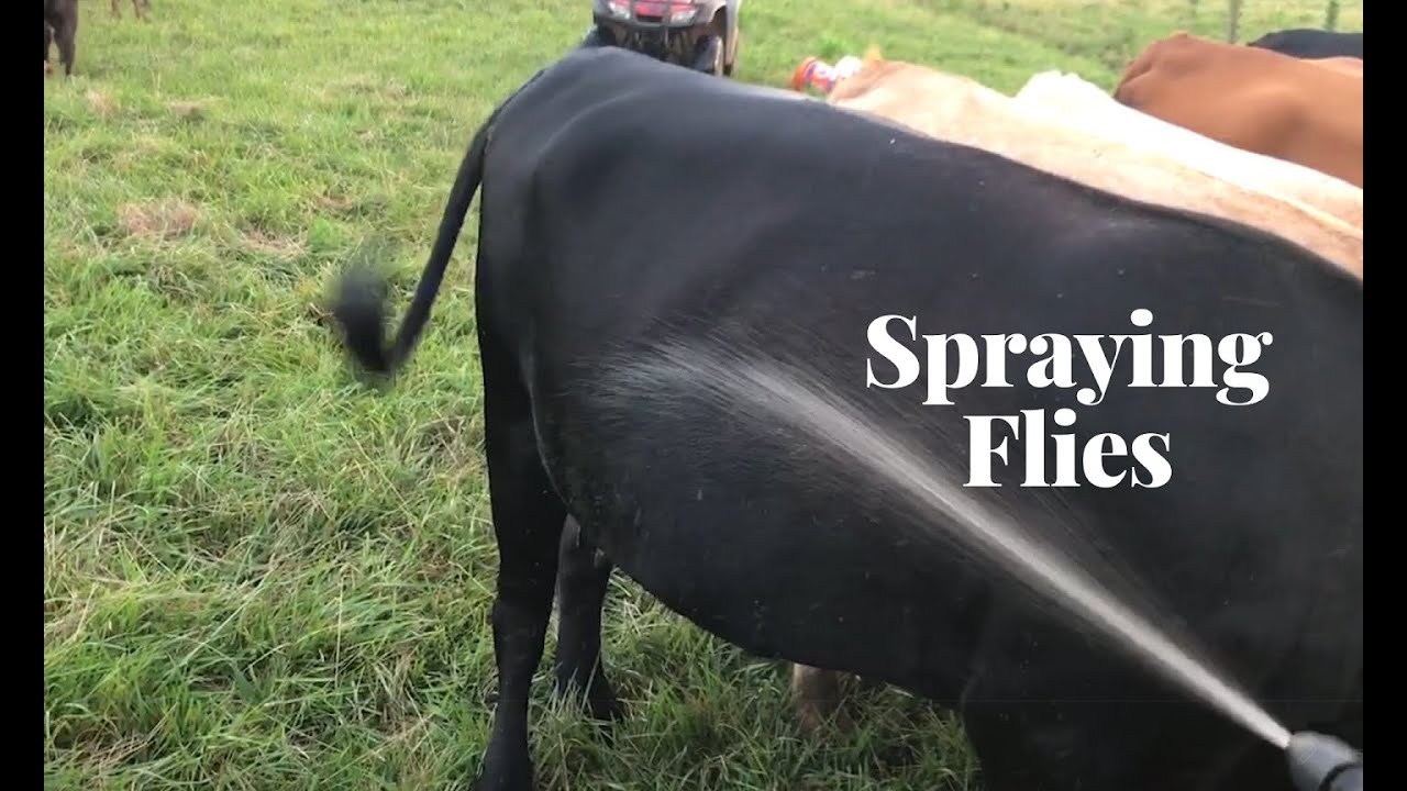 Spraying Flies on the Cattle