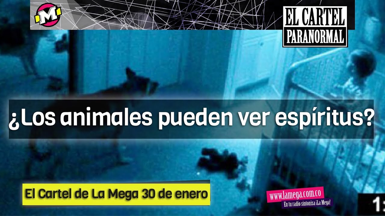 El Cartel Paranormal - ¿Los animales pueden ver espíritus?