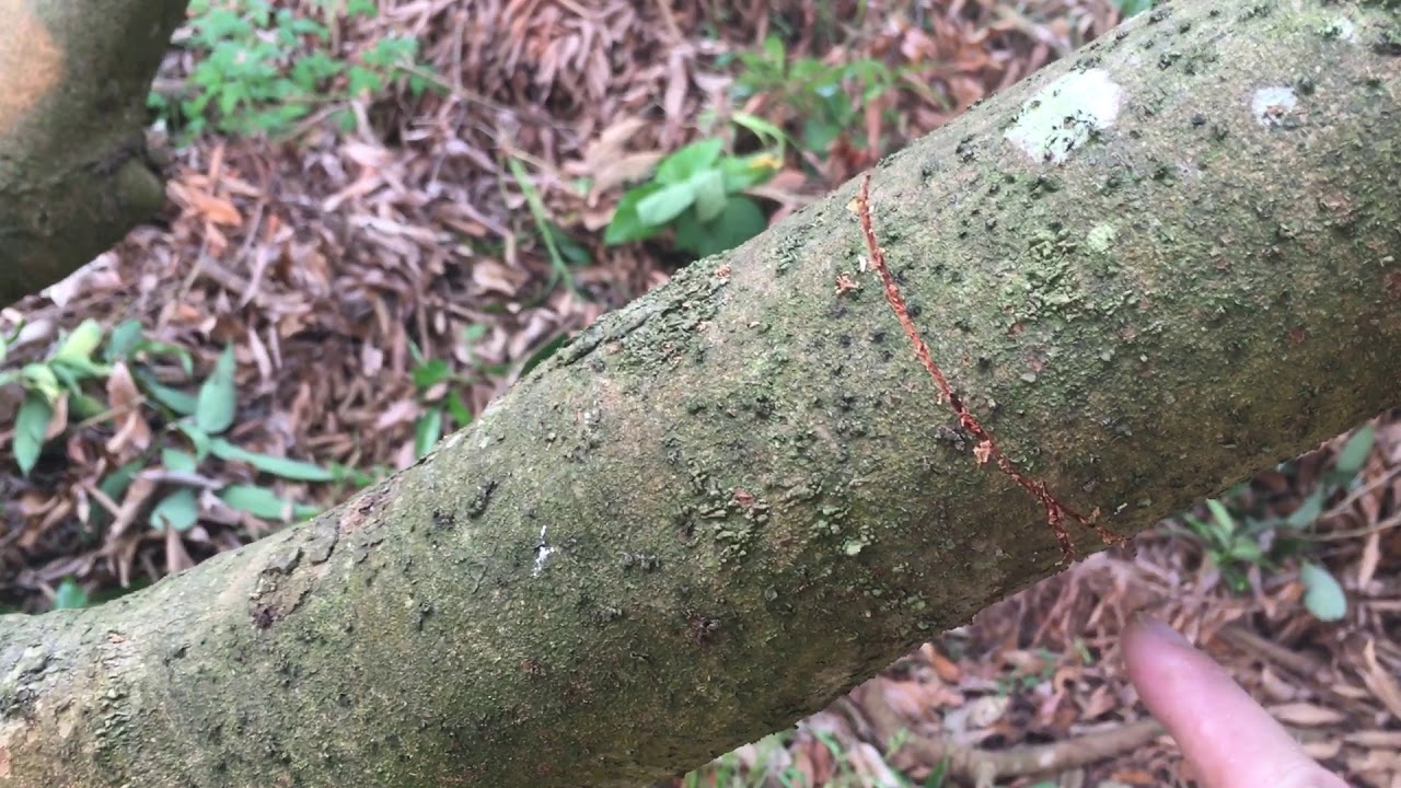 荔枝管理二：環刻（控稍）