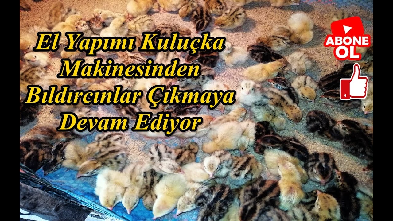 El Yapımı Kuluçka Makinesinde Bıldırcın Çıkımı Son Hızla Devam Ediyor