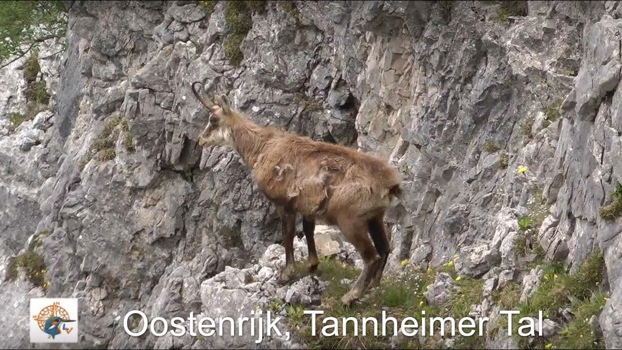Wandelreis in het Tannheimer Tal
