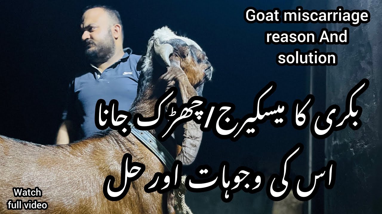 Bakri ka miscarriage hona||بکری کا مسکیرج/چھرک جانا کی وجوہات اور اس کا حل||#goat miscarriage Reason