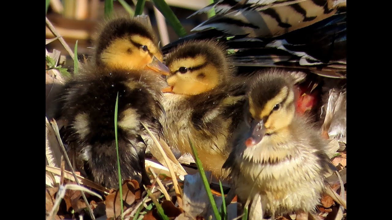 971. Kachna divok&aacute;, Mallard, Mallard, Canard colvert, Anas platyrhynchos, Кряква, Krzyż&oacute;wka