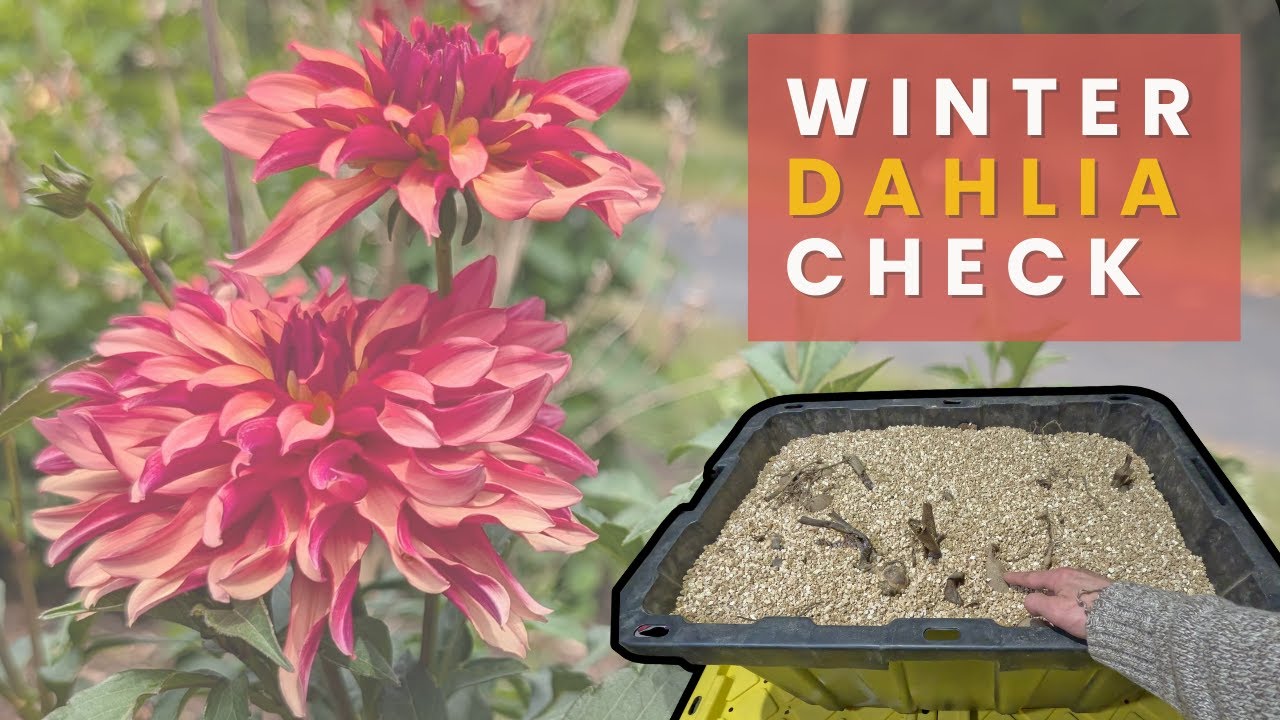 Dahlia Winter Storage | Keeping Tubers Healthy Until Spring