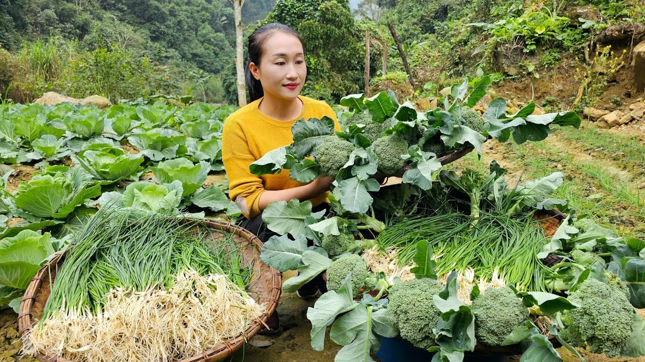 Harvest the vegetable garden go market sell - Rescue abandoned dog | Ly Thi Tam