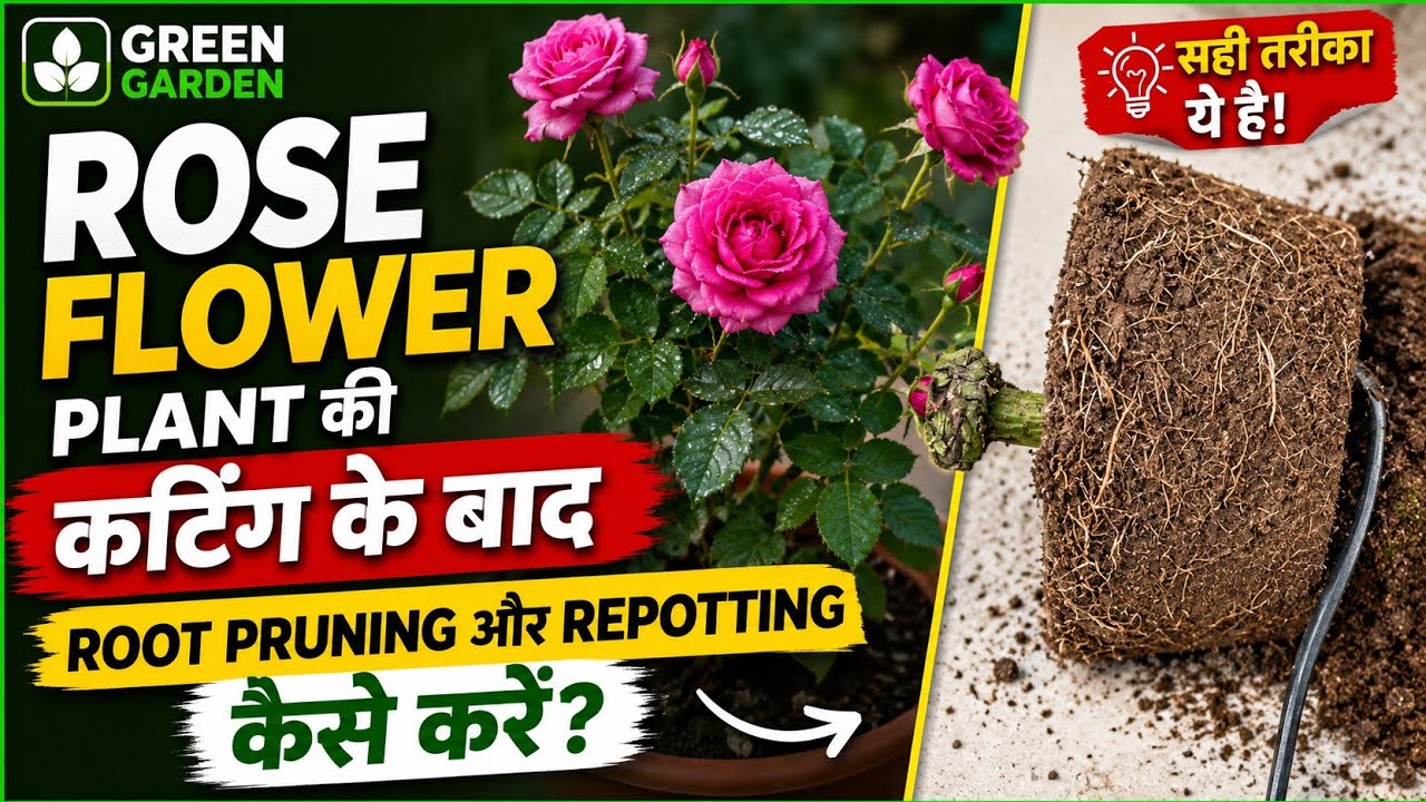 Rose flower plant की Root Pruning and Repotting कैसे करें ? Best soil mixture for Rose flower plant.