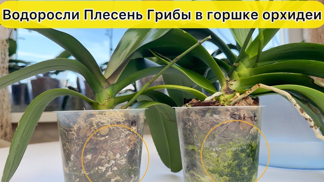 Водоросли в горшке орхидеи Плесень на коре у орхидеи Растут Грибы в горшке орхидеи