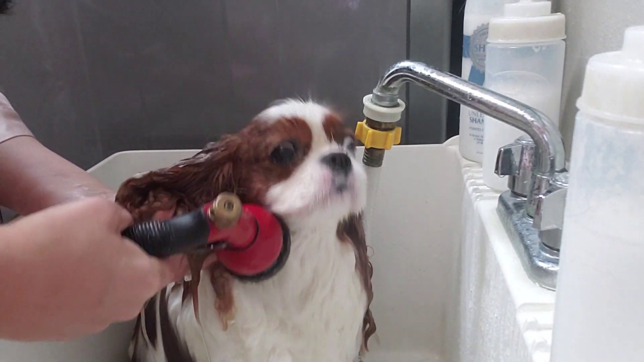Bathing my Cavalier King Charles Spaniel - Isle of Dogs Shampoo and Conditioner