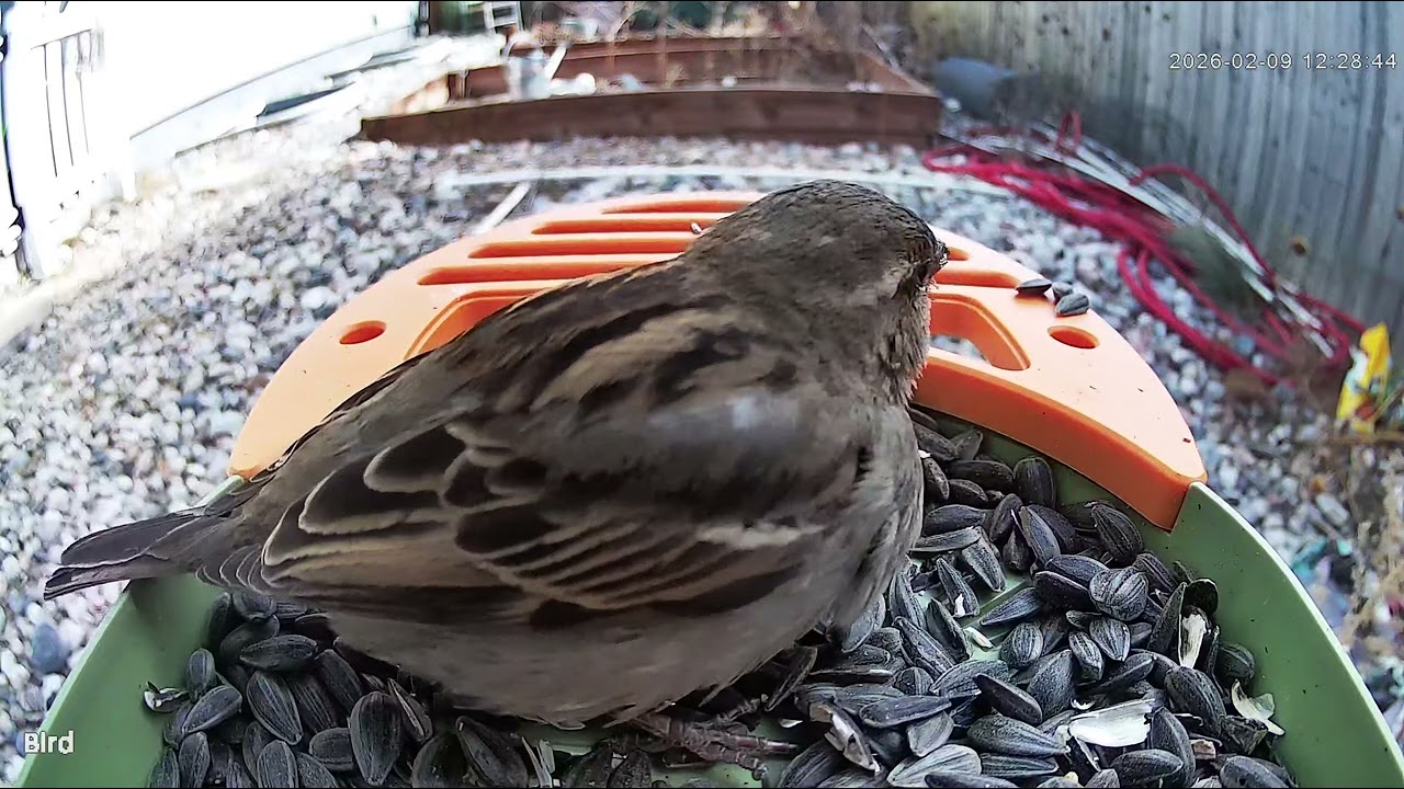 Cute Little Bird #bird #nature #wildlife #birdwatching 