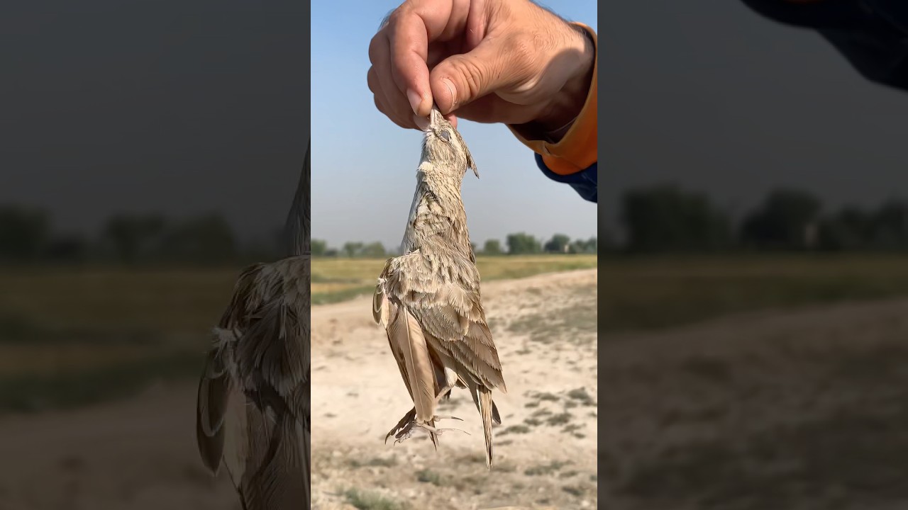#shootingdove #birdhunting #birds #dovehunt #hunting #airgunhaunting #birdhunter #huntingbirds