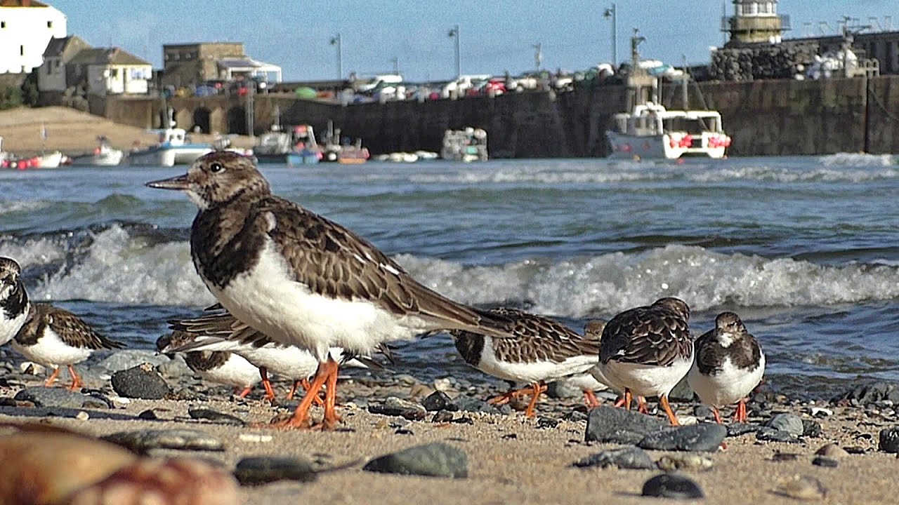 Turnstone Birds at The Beach - Filmed in Slow Motion at St Ives in Cornwall