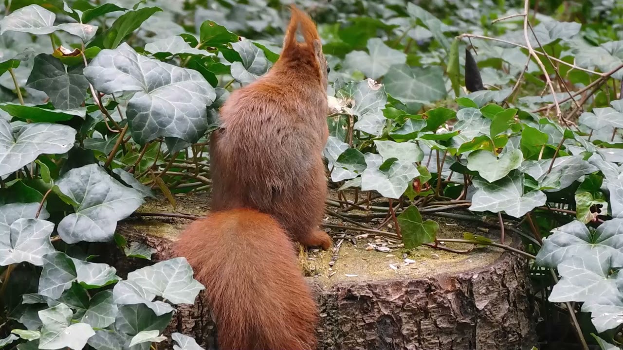 waarnemingen van vogels watervogels natuur